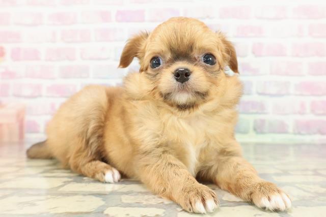 沖縄県のチワワ(ロング) (Coo&RIKUイオン北谷店/2025年12月20日生まれ/男の子/レッドホワイト)の子犬の3枚目の画像