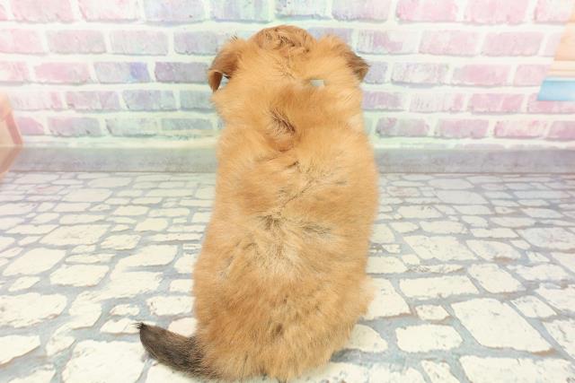 沖縄県のチワワ(ロング) (Coo&RIKUイオン北谷店/2025年12月20日生まれ/男の子/レッドホワイト)の子犬の4枚目の画像