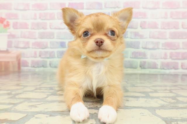 秋田県のチワワ(ロング) (Coo&RIKU秋田店/2025年12月20日生まれ/男の子/レッドホワイト)の子犬の1枚目の画像