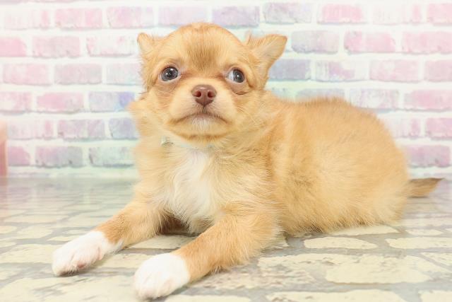 秋田県のチワワ(ロング) (Coo&RIKU秋田店/2025年12月20日生まれ/男の子/レッドホワイト)の子犬の2枚目の画像