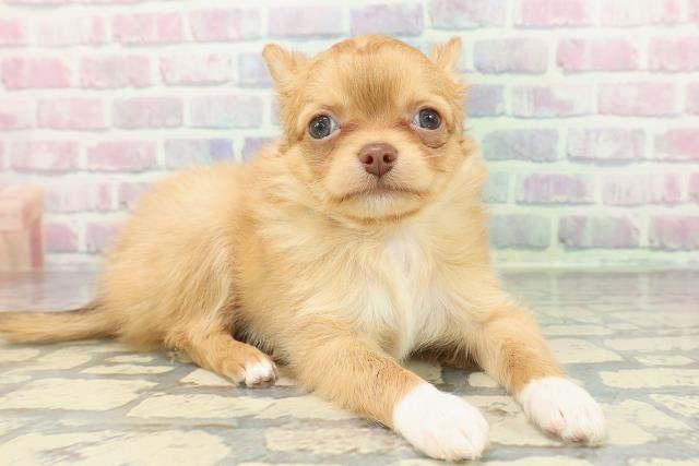 秋田県のチワワ(ロング) (Coo&RIKU秋田店/2025年12月20日生まれ/男の子/レッドホワイト)の子犬の3枚目の画像