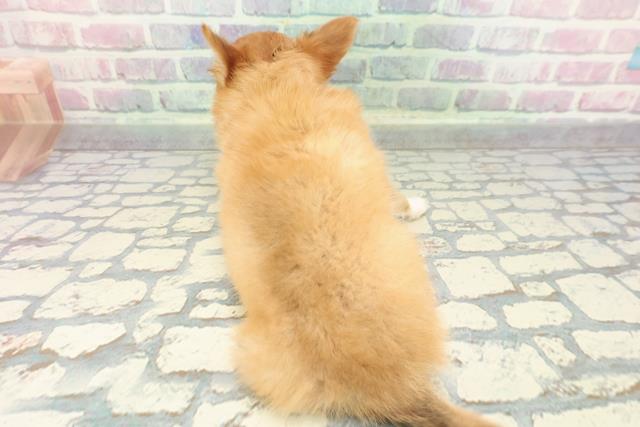 秋田県のチワワ(ロング) (Coo&RIKU秋田店/2025年12月20日生まれ/男の子/レッドホワイト)の子犬の4枚目の画像