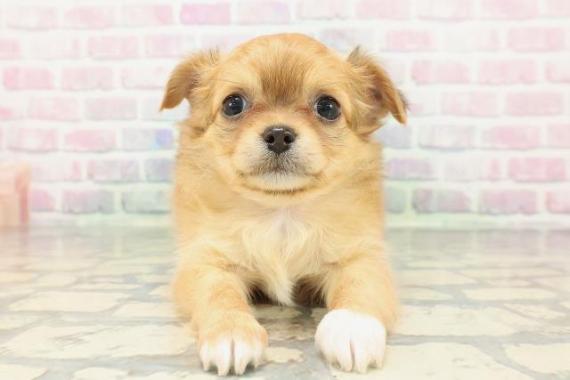 福島県のチワワ(ロング) (Coo&RIKU福島店/2025年12月20日生まれ/女の子/レッドホワイト)の子犬の1枚目の画像