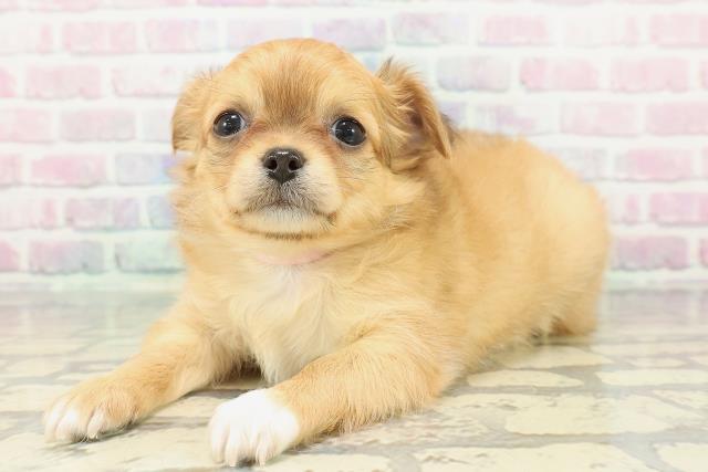 福島県のチワワ(ロング) (Coo&RIKU福島店/2025年12月20日生まれ/女の子/レッドホワイト)の子犬の2枚目の画像