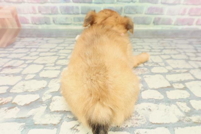 福島県のチワワ(ロング) (Coo&RIKU福島店/2025年12月20日生まれ/女の子/レッドホワイト)の子犬の4枚目の画像