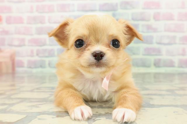 沖縄県のチワワ(ロング) (Coo&RIKU沖縄浦添店/2025年12月20日生まれ/女の子/クリームホワイト)の子犬の1枚目の画像