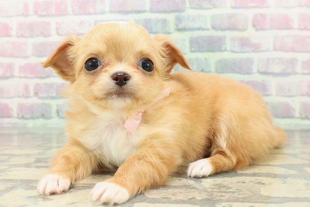 沖縄県のチワワ(ロング) (Coo&RIKU沖縄浦添店/2025年12月20日生まれ/女の子/クリームホワイト)の子犬の2枚目の画像