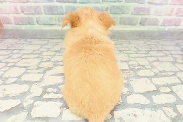 沖縄県のチワワ(ロング) (Coo&RIKU沖縄浦添店/2025年12月20日生まれ/女の子/クリームホワイト)の子犬の4枚目の画像