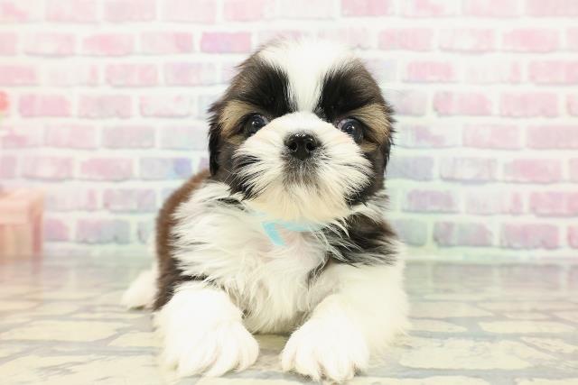 北海道のシーズー (Coo&RIKU岩見沢店/2025年12月19日生まれ/男の子/ゴールドホワイト)の子犬の1枚目の画像