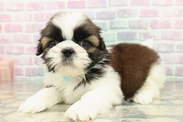 北海道のシーズー (Coo&RIKU岩見沢店/2025年12月19日生まれ/男の子/ゴールドホワイト)の子犬の2枚目の画像