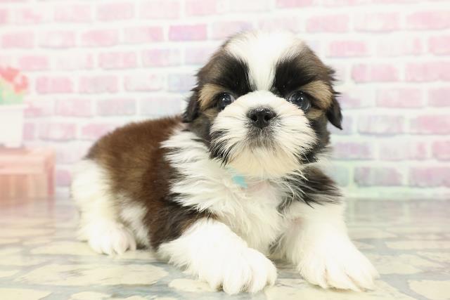 北海道のシーズー (Coo&RIKU岩見沢店/2025年12月19日生まれ/男の子/ゴールドホワイト)の子犬の3枚目の画像