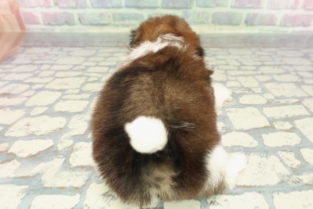 北海道のシーズー (Coo&RIKU岩見沢店/2025年12月19日生まれ/男の子/ゴールドホワイト)の子犬の4枚目の画像