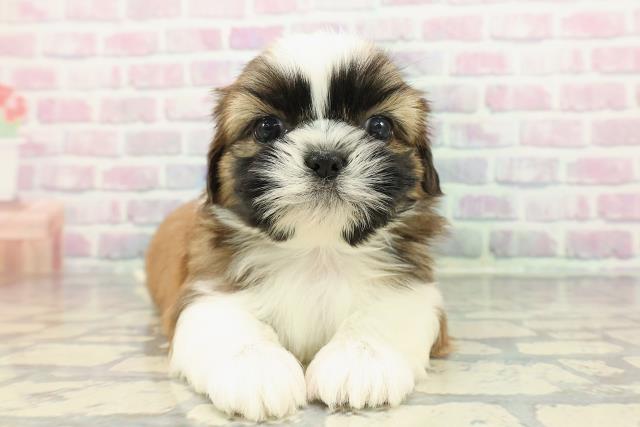 千葉県のシーズー (Coo&RIKU市原店/2025年12月19日生まれ/男の子/ゴールドホワイト)の子犬の1枚目の画像