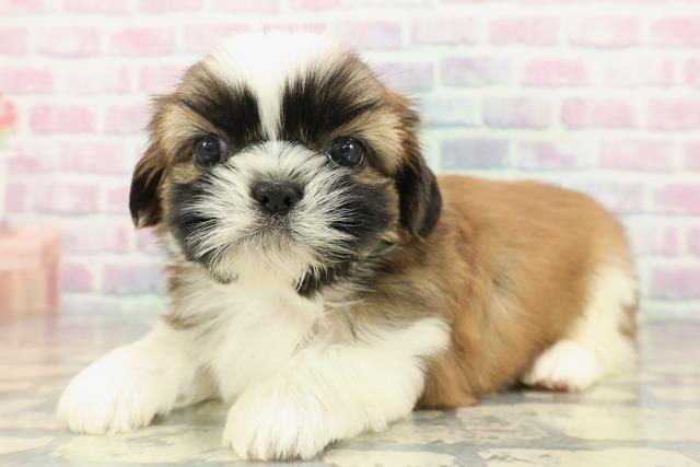 千葉県のシーズー (Coo&RIKU市原店/2025年12月19日生まれ/男の子/ゴールドホワイト)の子犬の2枚目の画像