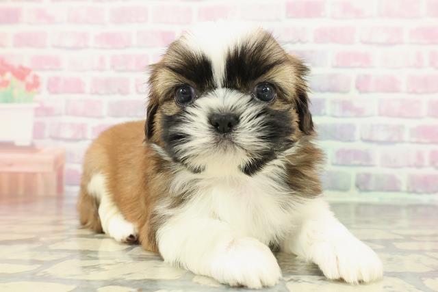 千葉県のシーズー (Coo&RIKU市原店/2025年12月19日生まれ/男の子/ゴールドホワイト)の子犬の3枚目の画像