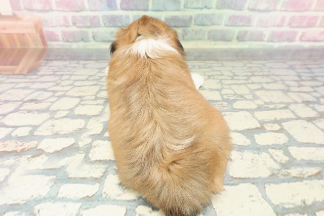 千葉県のシーズー (Coo&RIKU市原店/2025年12月19日生まれ/男の子/ゴールドホワイト)の子犬の4枚目の画像