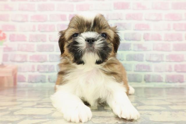 神奈川県のシーズー (Coo&RIKU相模原店/2025年12月19日生まれ/男の子/ゴールドホワイト)の子犬の1枚目の画像