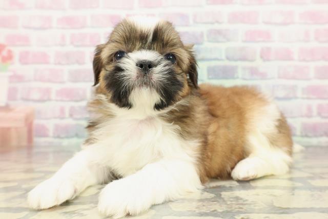 神奈川県のシーズー (Coo&RIKU相模原店/2025年12月19日生まれ/男の子/ゴールドホワイト)の子犬の2枚目の画像