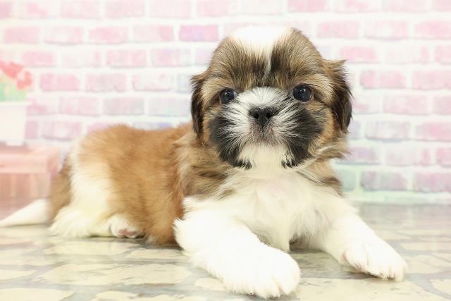 神奈川県のシーズー (Coo&RIKU相模原店/2025年12月19日生まれ/男の子/ゴールドホワイト)の子犬の3枚目の画像