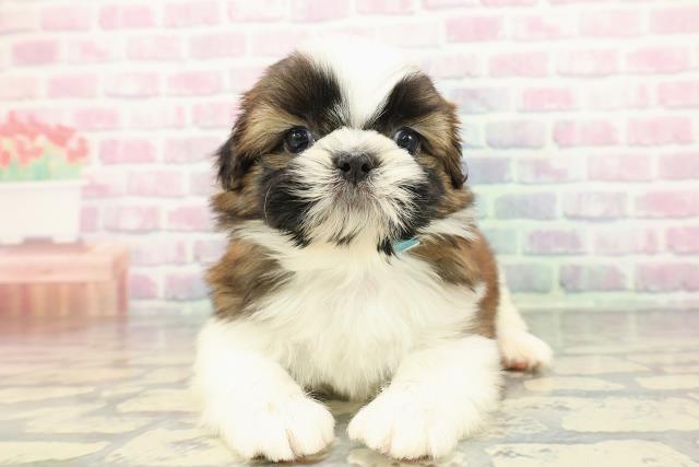 神奈川県のシーズー (Coo&RIKUパウ川崎店/2025年12月19日生まれ/男の子/ゴールドホワイト)の子犬の1枚目の画像