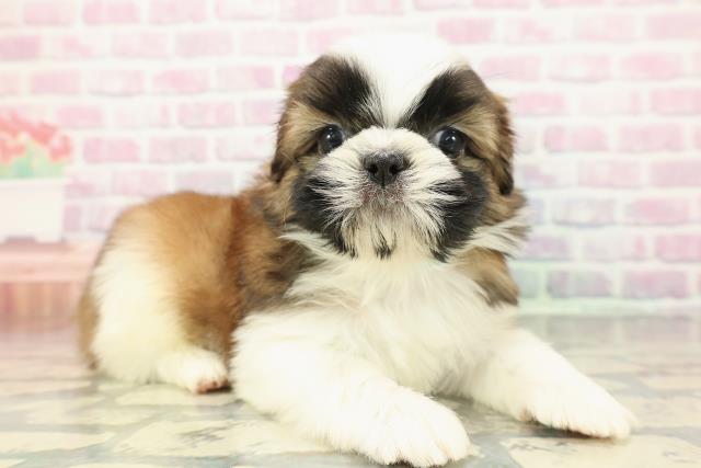 神奈川県のシーズー (Coo&RIKUパウ川崎店/2025年12月19日生まれ/男の子/ゴールドホワイト)の子犬の3枚目の画像