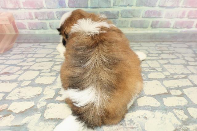 神奈川県のシーズー (Coo&RIKUパウ川崎店/2025年12月19日生まれ/男の子/ゴールドホワイト)の子犬の4枚目の画像