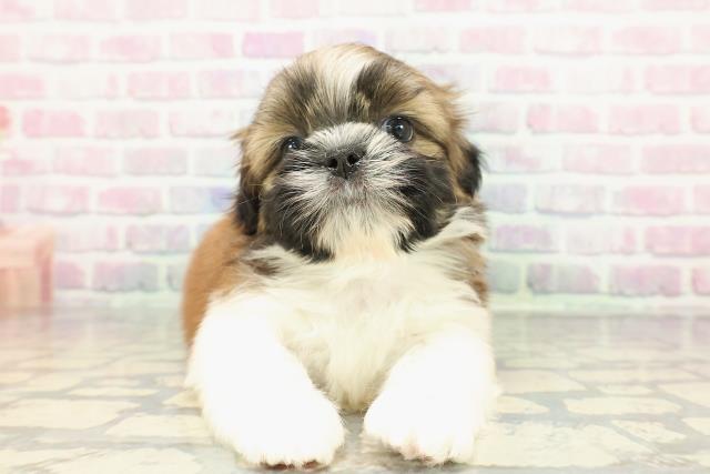 山形県のシーズー (Coo&RIKUイオンタウン酒田店/2025年12月19日生まれ/男の子/ゴールドホワイト)の子犬の1枚目の画像