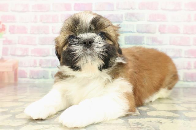 山形県のシーズー (Coo&RIKUイオンタウン酒田店/2025年12月19日生まれ/男の子/ゴールドホワイト)の子犬の2枚目の画像