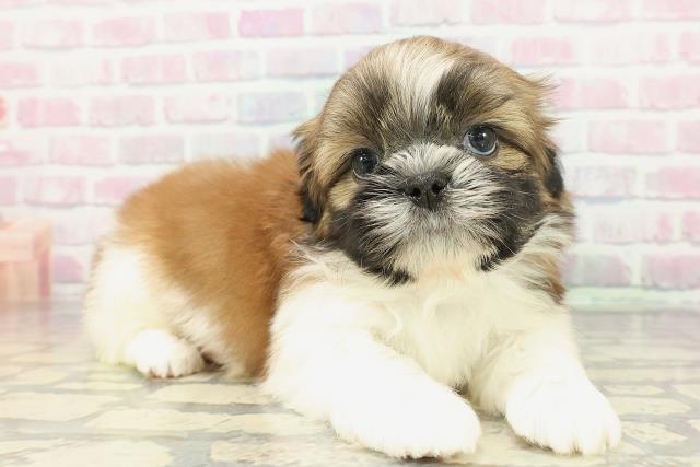 山形県のシーズー (Coo&RIKUイオンタウン酒田店/2025年12月19日生まれ/男の子/ゴールドホワイト)の子犬の3枚目の画像