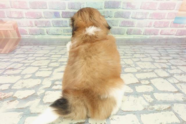 山形県のシーズー (Coo&RIKUイオンタウン酒田店/2025年12月19日生まれ/男の子/ゴールドホワイト)の子犬の4枚目の画像