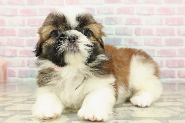 福島県のシーズー (Coo&RIKU福島店/2025年12月19日生まれ/女の子/ゴールドホワイト)の子犬の2枚目の画像