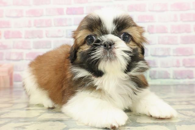 福島県のシーズー (Coo&RIKU福島店/2025年12月19日生まれ/女の子/ゴールドホワイト)の子犬の3枚目の画像