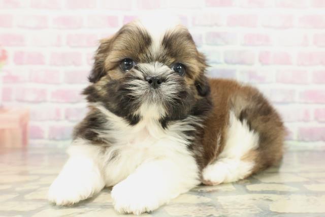 新潟県のシーズー (Coo&RIKUイオンモール新発田店/2025年12月20日生まれ/男の子/ゴールドホワイト)の子犬の2枚目の画像