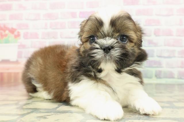 新潟県のシーズー (Coo&RIKUイオンモール新発田店/2025年12月20日生まれ/男の子/ゴールドホワイト)の子犬の3枚目の画像