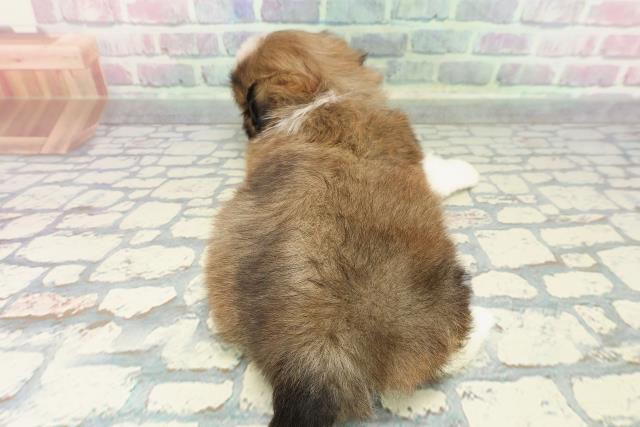 新潟県のシーズー (Coo&RIKUイオンモール新発田店/2025年12月20日生まれ/男の子/ゴールドホワイト)の子犬の4枚目の画像