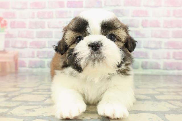 富山県のシーズー (Coo&RIKU富山店/2025年12月20日生まれ/男の子/ゴールドホワイト)の子犬の1枚目の画像