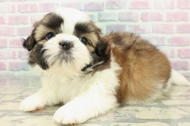 富山県のシーズー (Coo&RIKU富山店/2025年12月20日生まれ/男の子/ゴールドホワイト)の子犬の2枚目の画像