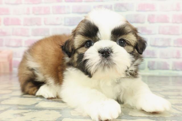 富山県のシーズー (Coo&RIKU富山店/2025年12月20日生まれ/男の子/ゴールドホワイト)の子犬の3枚目の画像