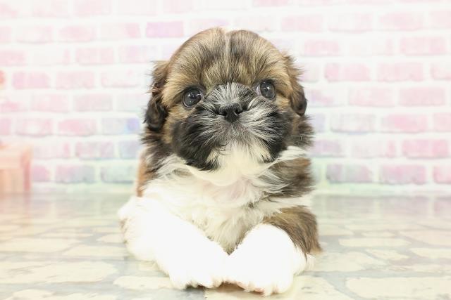 石川県のシーズー (Coo&RIKU金沢店/2025年12月20日生まれ/女の子/ゴールドホワイト)の子犬の1枚目の画像