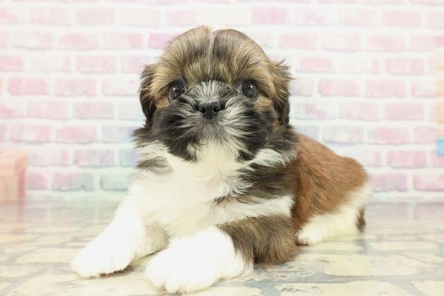 石川県のシーズー (Coo&RIKU金沢店/2025年12月20日生まれ/女の子/ゴールドホワイト)の子犬の2枚目の画像