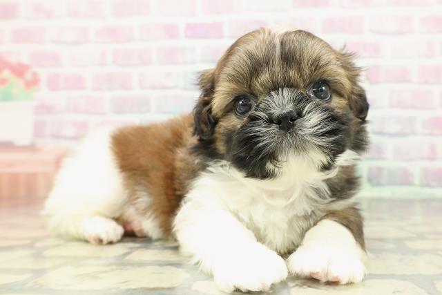 石川県のシーズー (Coo&RIKU金沢店/2025年12月20日生まれ/女の子/ゴールドホワイト)の子犬の3枚目の画像