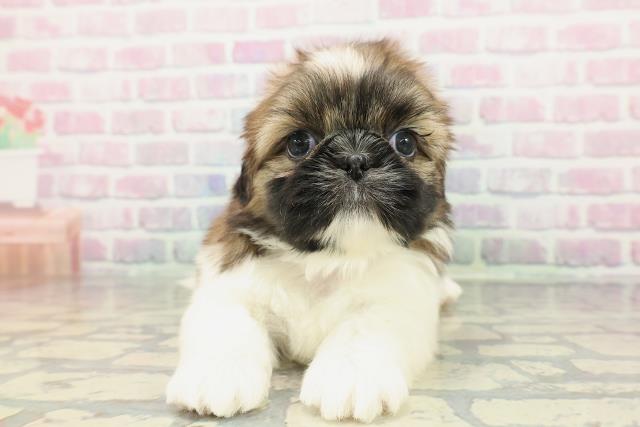 石川県のシーズー (Coo&RIKUイオン野々市南店/2025年12月20日生まれ/女の子/ゴールドホワイト)の子犬の1枚目の画像