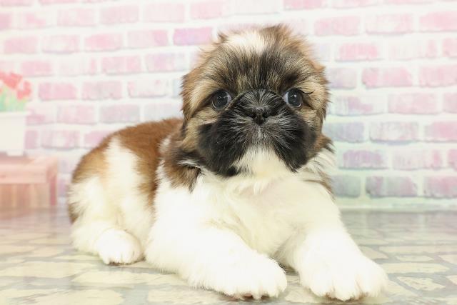 石川県のシーズー (Coo&RIKUイオン野々市南店/2025年12月20日生まれ/女の子/ゴールドホワイト)の子犬の3枚目の画像