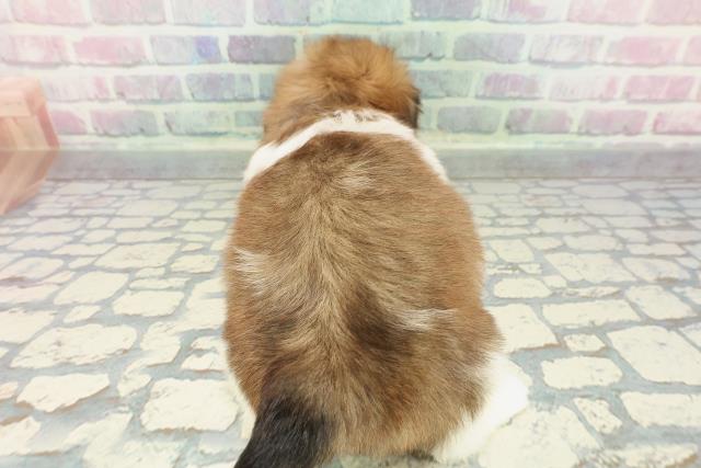 石川県のシーズー (Coo&RIKUイオン野々市南店/2025年12月20日生まれ/女の子/ゴールドホワイト)の子犬の4枚目の画像