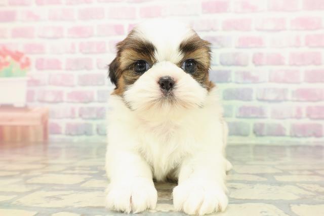 福井県のシーズー (Coo&RIKU福井店/2025年12月20日生まれ/女の子/ゴールドホワイト)の子犬の1枚目の画像