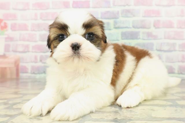 福井県のシーズー (Coo&RIKU福井店/2025年12月20日生まれ/女の子/ゴールドホワイト)の子犬の2枚目の画像