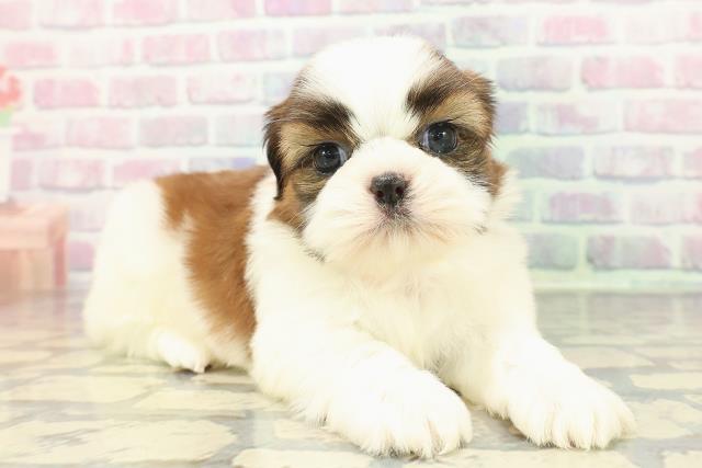 福井県のシーズー (Coo&RIKU福井店/2025年12月20日生まれ/女の子/ゴールドホワイト)の子犬の3枚目の画像