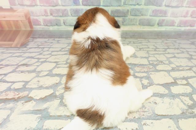 福井県のシーズー (Coo&RIKU福井店/2025年12月20日生まれ/女の子/ゴールドホワイト)の子犬の4枚目の画像