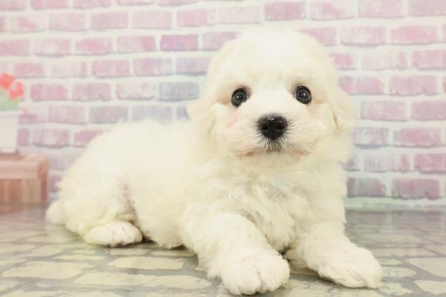 広島県のビションフリーゼ (Coo&RIKU広島中央店/2025年12月12日生まれ/男の子/ホワイト)の子犬の3枚目の画像