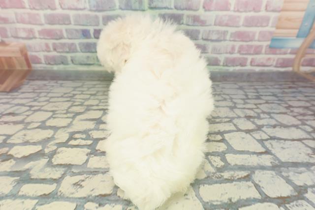 広島県のビションフリーゼ (Coo&RIKU広島中央店/2025年12月12日生まれ/男の子/ホワイト)の子犬の4枚目の画像